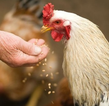 FORMULACIÓN DE DIETAS PARA AVES