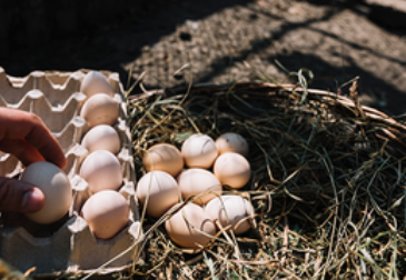 PRODUCCIÓN EFICIENTE DE HUEVO DE GRANJA