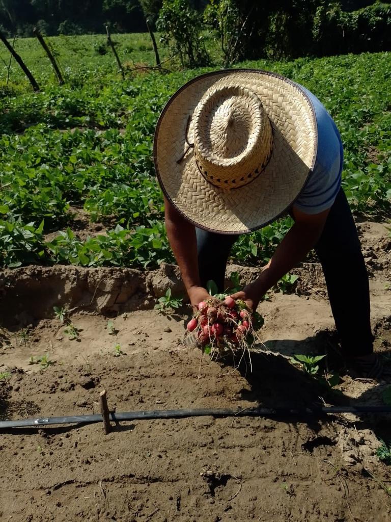 INSTALACIÓN DE HUERTOS FAMILIARES