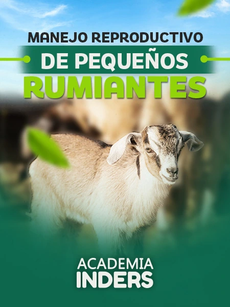 MANEJO REPRODUCTIVO DE PEQUEÑOS RUMIANTES