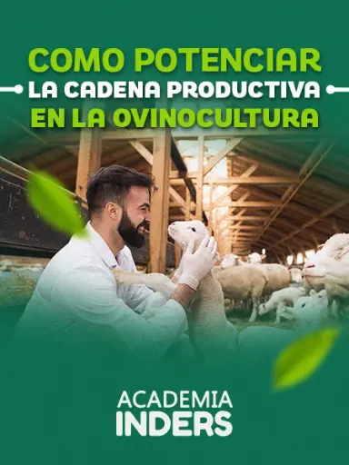 Como Potenciar La Cadena Productiva En La Ovinocultura