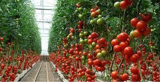 Los Negocios Desde La Cadena Productiva Del Jitomate Caso De Éxito IMAAS Invernaderos