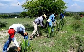 Los retos básicos del acompañamiento técnico rural ATER en México