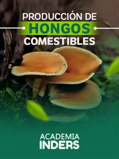 Producción de hongos comestibles