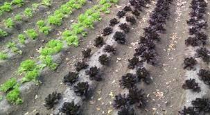 Introducción A La Agricultura Urbana