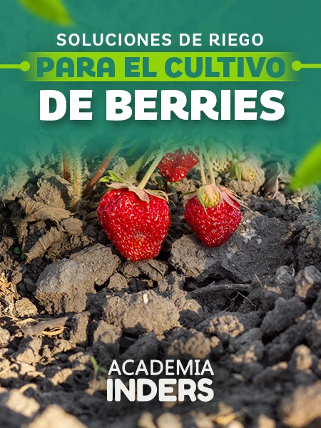 Soluciones de riego para el cultivo de berries