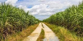 Soluciones De Riego Para El Cultivo De Caña De Azúcar