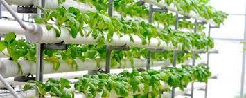 Riego Por Hidroponía