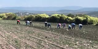 Hablemos Del Programa Sembrando Vida
