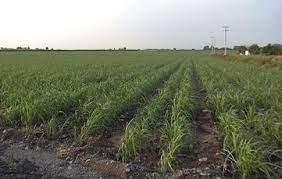 Caña De Azúcar Módulo 1 ¿Cómo Lograr Altos Rendimientos Con Riego Por Goteo?