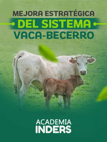 Mejora Estratégica Del Sistema Vaca-Becerro