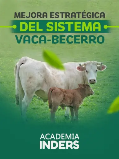 Mejora Estratégica Del Sistema Vaca-Becerro