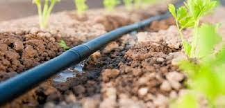 Mantenimiento Del Sistema De Riego Y Líneas De Goteo