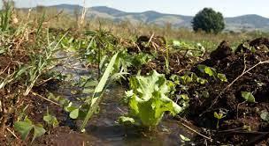 Agua Y Nutrientes, Factores Claves En La Producción | Con Gabriel Campillo