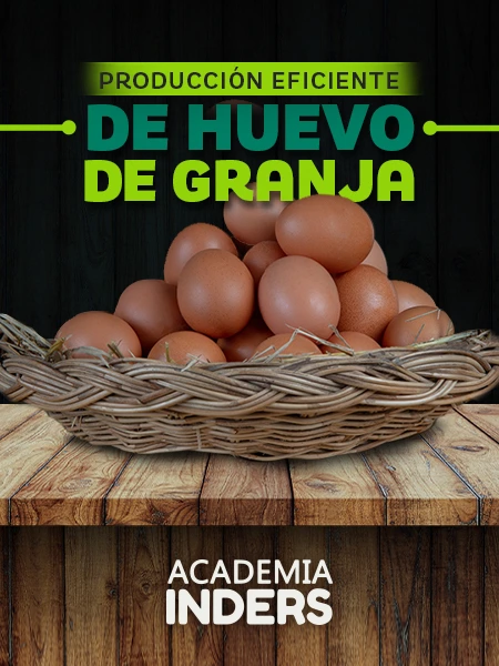Producción Eficiente De Huevo De Granja