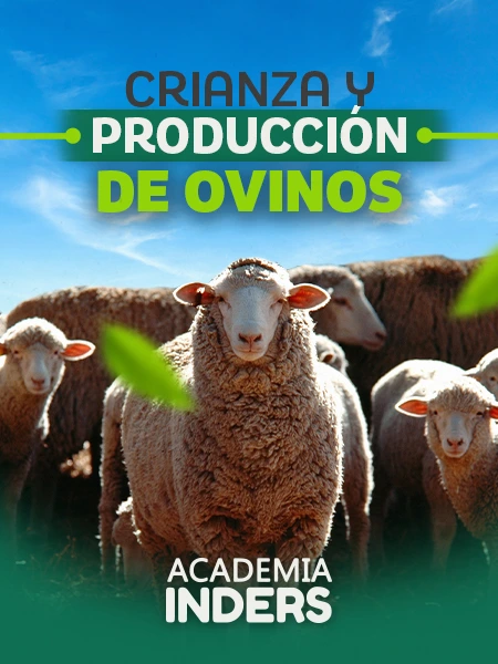 CRIANZA Y PRODUCCIÓN DE OVINOS