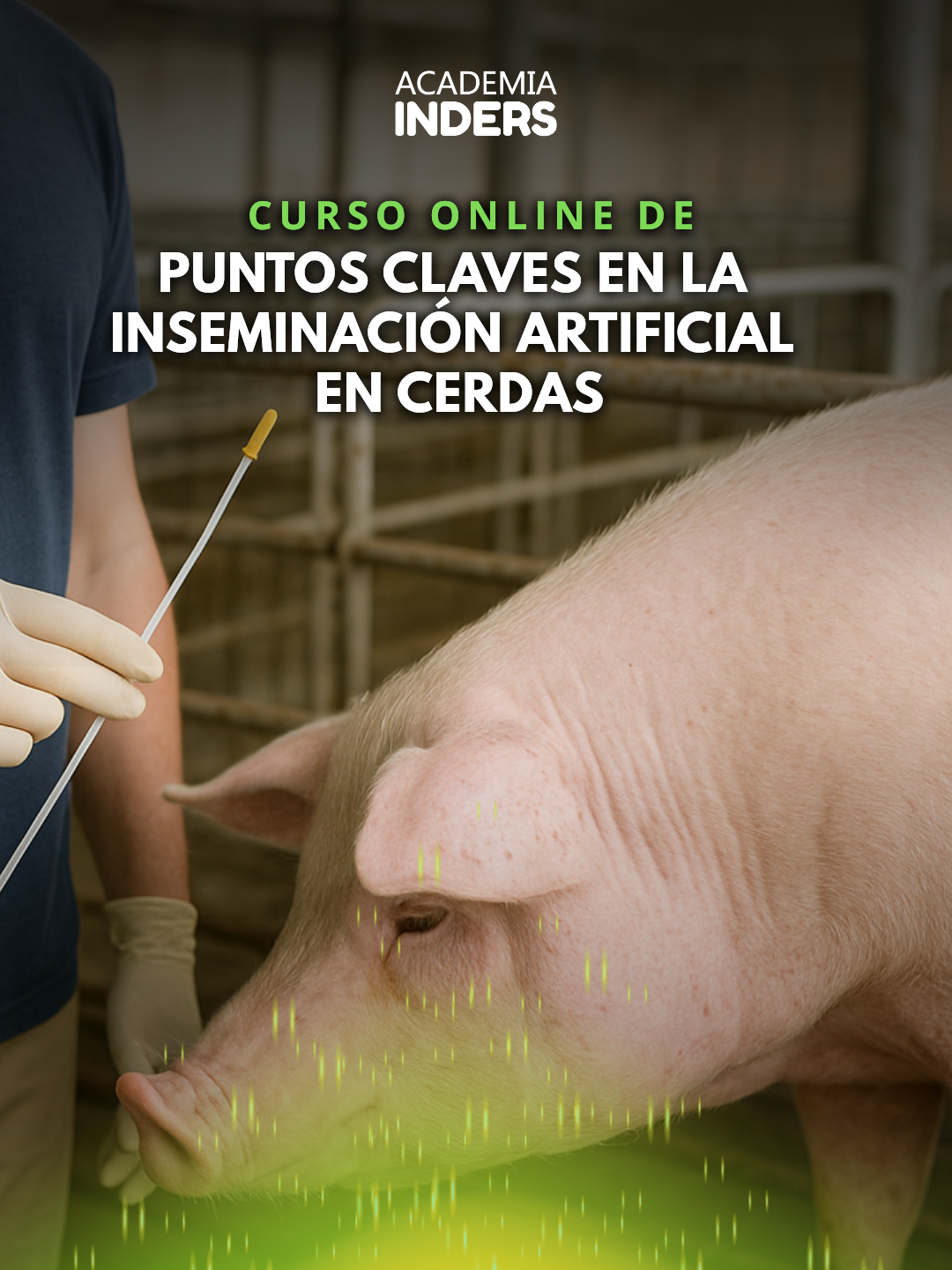 Puntos Claves En La Inseminación Artificial En Cerdas